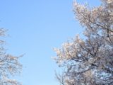 開園20周年記念　桜の園「亦楽山荘」さくら見学会